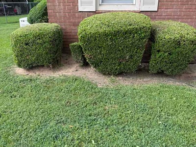 Lawn care service in Longview, 75602