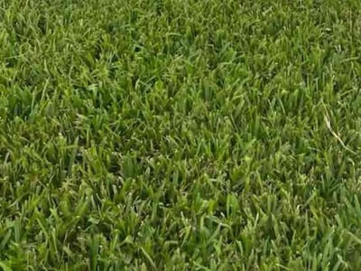Lawn care service in Conroe, 77302