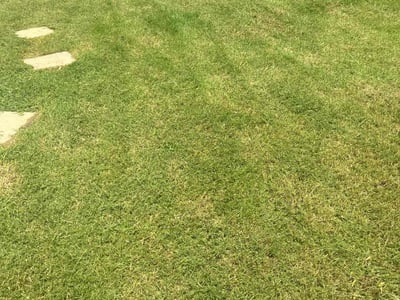 Lawn care service in McKinney, 75070