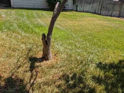 Lawn care service in Garland, 75043