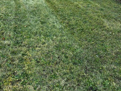 Lawn care service in Dearborn Heights, 48127
