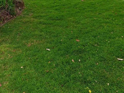 Lawn care service in Austin, 78704