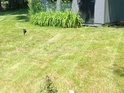 Lawn care service in Norfolk, 02056