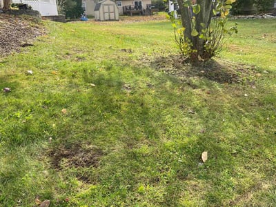 Lawn care service in , 