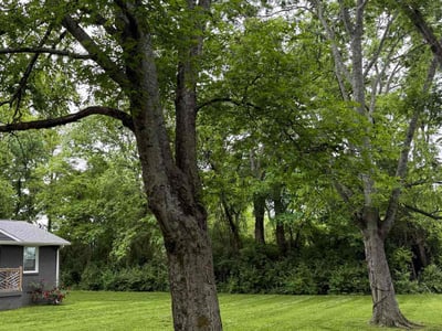 Lawn care service in Nashville, 37207