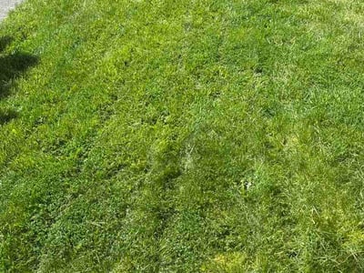 Lawn care service in Orting, 98360