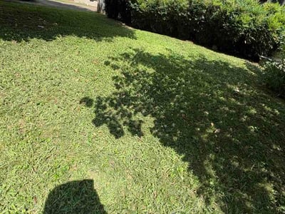 Lawn care service in Arlington, 22205