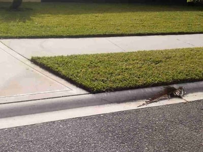 Lawn care service in Orange Park, 32003