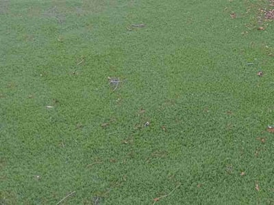 Lawn care service in Gulfport, 33707