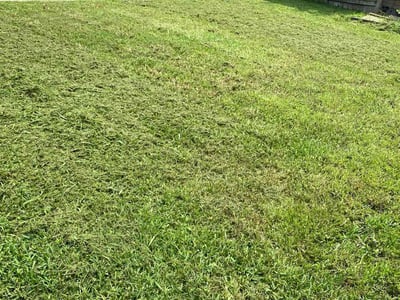 Lawn care service in Houston, 77049