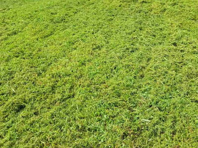 Lawn care service in St. Louis, 63125