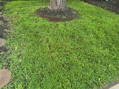 Lawn care service in Woodbridge, 22192