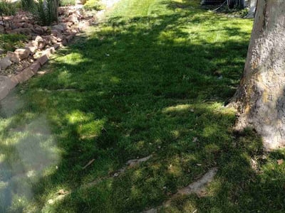 Lawn care service in Salt Lake City, 84116