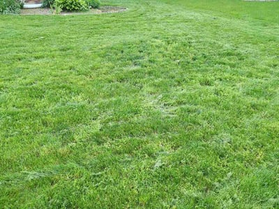 Lawn care service in Fort Wayne, 46804