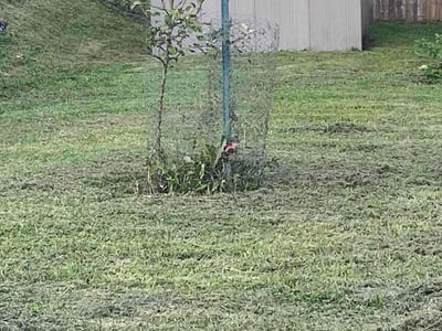 Lawn care service in Pine City, 14871