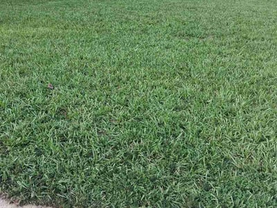 Lawn care service in Cary, 27511