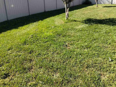 Lawn care service in Land O' Lakes, 34637