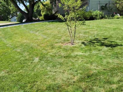 Lawn care service in Chaska, 55318
