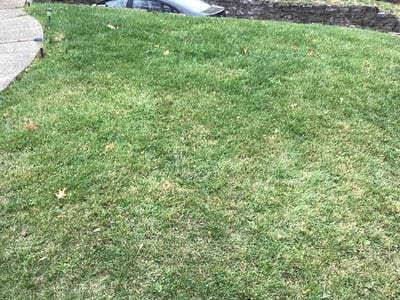 Lawn care service in , 