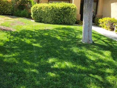 Lawn care service in Las Vegas, 89128