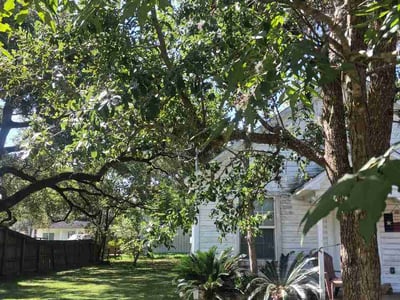 Lawn care service in Alvin, 77511