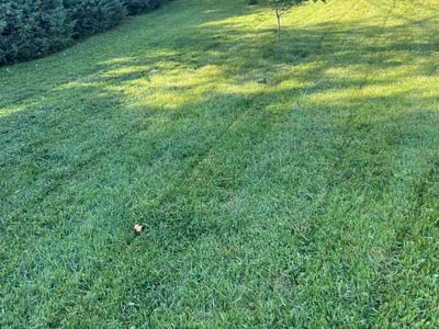 Lawn care service in Grosse Pointe Woods, 48236