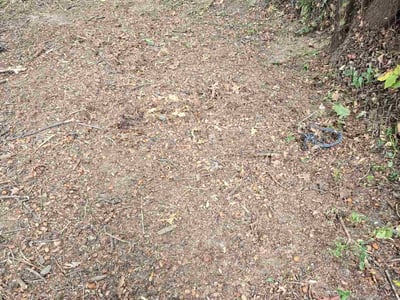 Lawn care service in Capitol Heights, 20743