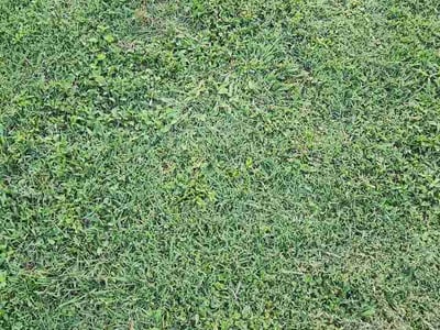 Lawn care service in Smyrna, 37167