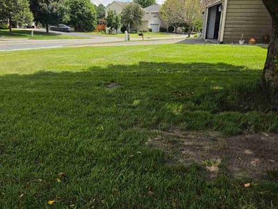 Lawn care service in Blaine, 55449
