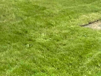 Lawn care service in Seattle, 98118