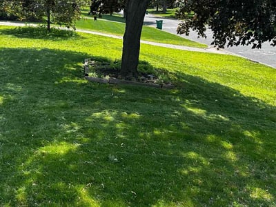 Lawn care service in Minneapolis, 55431