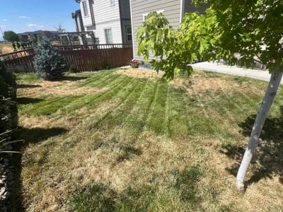Lawn care service in Castle Rock, 80109