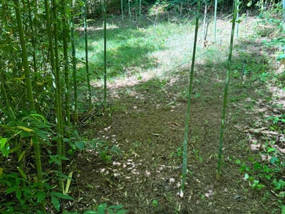 Lawn care service in Charlotte, 28208