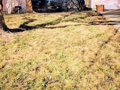 Lawn care service in Kansas City, 64153