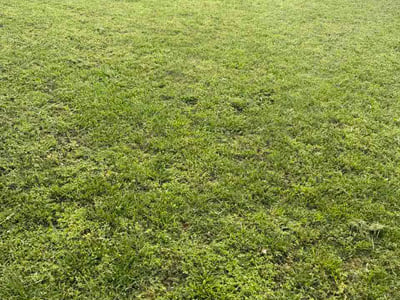 Lawn care service in Garfield, 72732