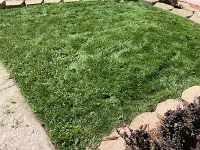 Lawn care service in Colorado Springs, 80923