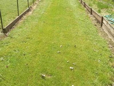 Lawn care service in Beaverton, 97005