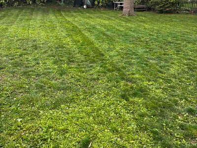 Lawn care service in Collingswood, 08108