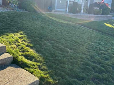 Lawn care service in Puyallup, 98373