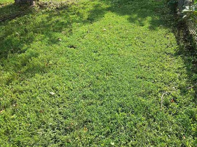 Lawn care service in Bordentown, 08505