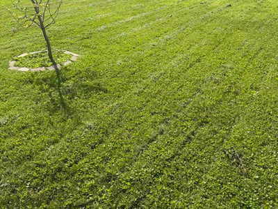 Lawn care service in Kettering, 45429