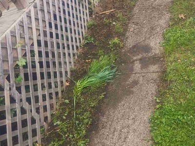 Lawn care service in Chicago, 60643