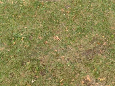 Lawn care service in Appleton, 54915