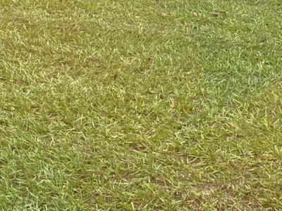 Lawn care service in Orlando, 32822