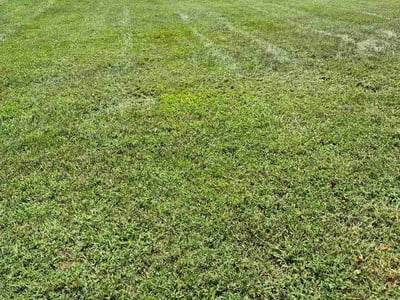 Lawn care service in Lynchburg, 24502