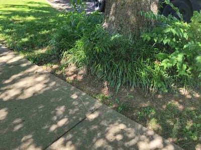 Lawn care service in Louisville, 40299