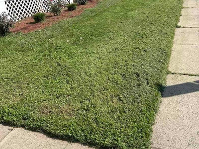 Lawn care service in New Haven, 06511