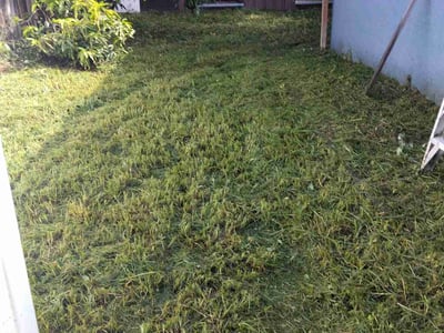 Lawn care service in Tampa, 33625