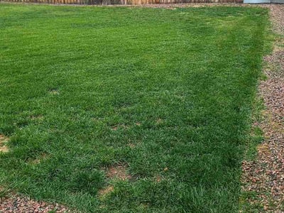 Lawn care service in Colorado Springs, 80908