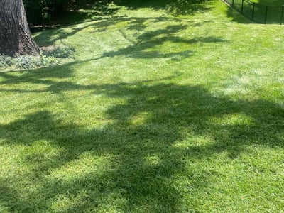Lawn care service in Cincinnati, 45208